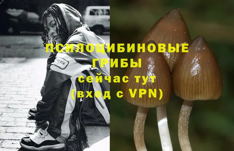 Галлюциногенные грибы Cubensis  купить   OMG зеркало  Губкинский 